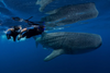 Encuentro con tiburón ballena y la Punta Norte en Isla Mujeres