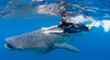Encuentro con tiburón ballena y la Punta Norte en Isla Mujeres