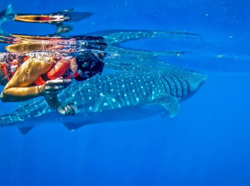 Encuentro con tiburón ballena y la Punta Norte en Isla Mujeres