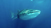 Encuentro con tiburón ballena y la Punta Norte en Isla Mujeres